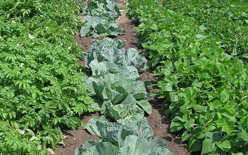 L'Orto: the Italian Vegetable Garden | ITALY Magazine