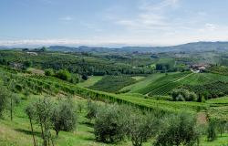 Vineyards of Alba, Langhe and Roero with green rows of vines