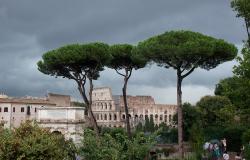 Rome's pine trees with Colosseum in the background