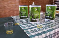 Olive oil tasting Pomora