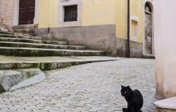 black cat in italy