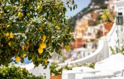 Lemon tree in Positano
