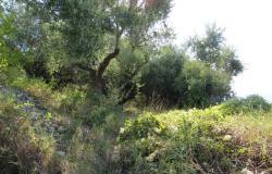Panoramic spot to build a 100sqm villa with 3000sqm of olive grove, views of the mountains and a distant lake.  3