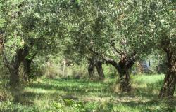 350sqm farm house, 7 bedrooms, with olive grove, 2km to the beach.  3