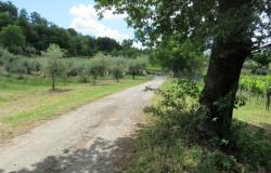 Detached, isolated, new build with 4500sqm of olive grove, mountain views, 1km to the town. 2