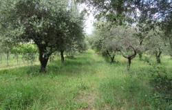 Detached, isolated, new build with 4500sqm of olive grove, mountain views, 1km to the town. 19