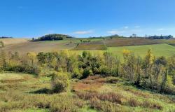 In Monforte d'Alba, a Country House with over a Hectare of Land for Sale - MFT132 4