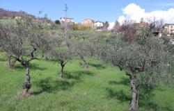 Stone, farm house of 100sqm with solar panels, 80sqm of outbuildings, nicely finished, 1500sqm of olive groves, peaceful panoramic position, need modernising 9