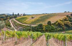 hills of Tuscany with vineyard for production of wines Chianti and Brunello di Montalcino