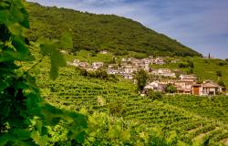 Vineyards in Veneto where Prosecco is made