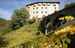 Italy's oldest vines