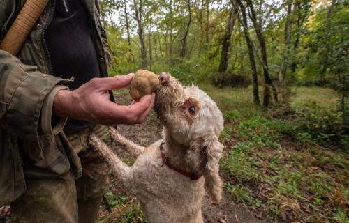 truffle hunting dogs