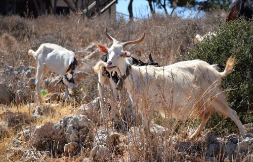 Demand for goats from Alicudi has now outpaced the supply