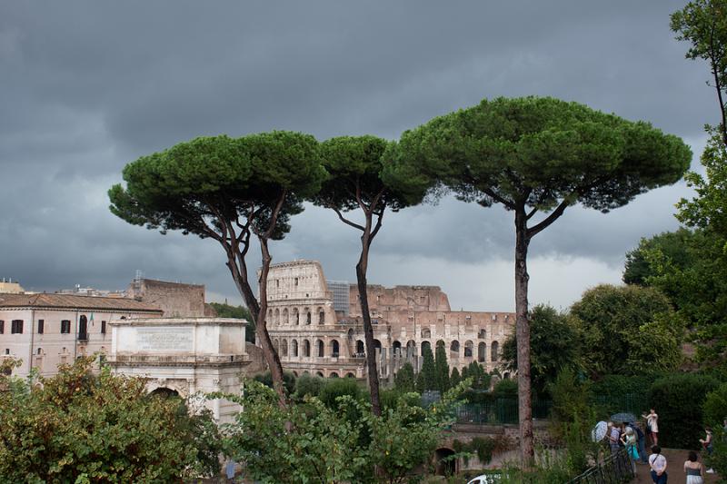 Rome's pine trees with Colosseum in the background