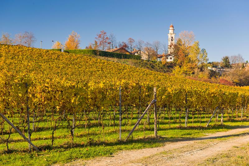 Autumnal vineyard in Piedmont