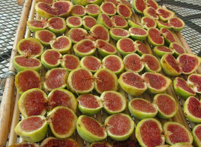 Figs in the sun to dry