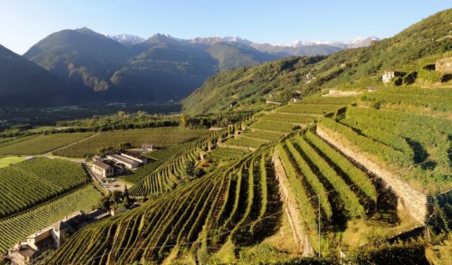 Wines of Valtellina