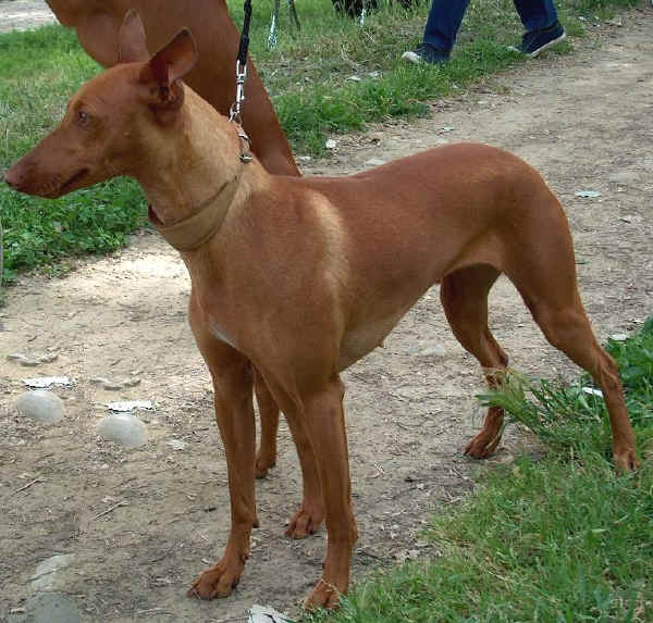 types of italian dogs