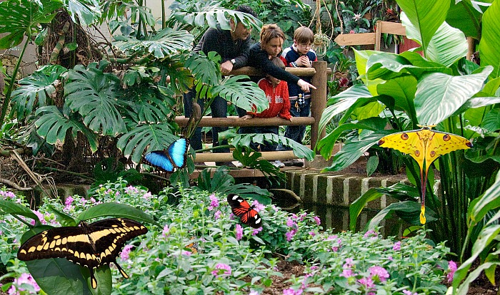Butterfly Safari Park Clearance bellady.by