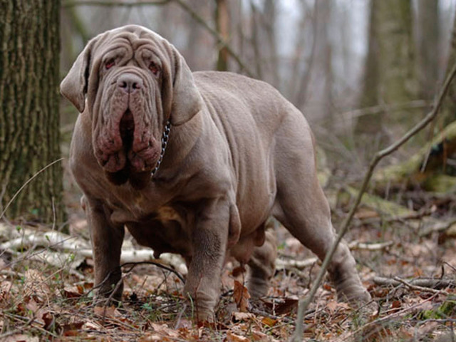 italian guardian dog