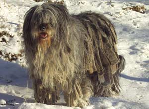 types of italian dogs