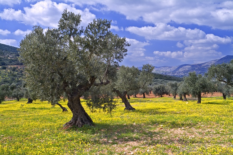 Traveling Around Italy's Olive Oil Farms | ITALY Magazine