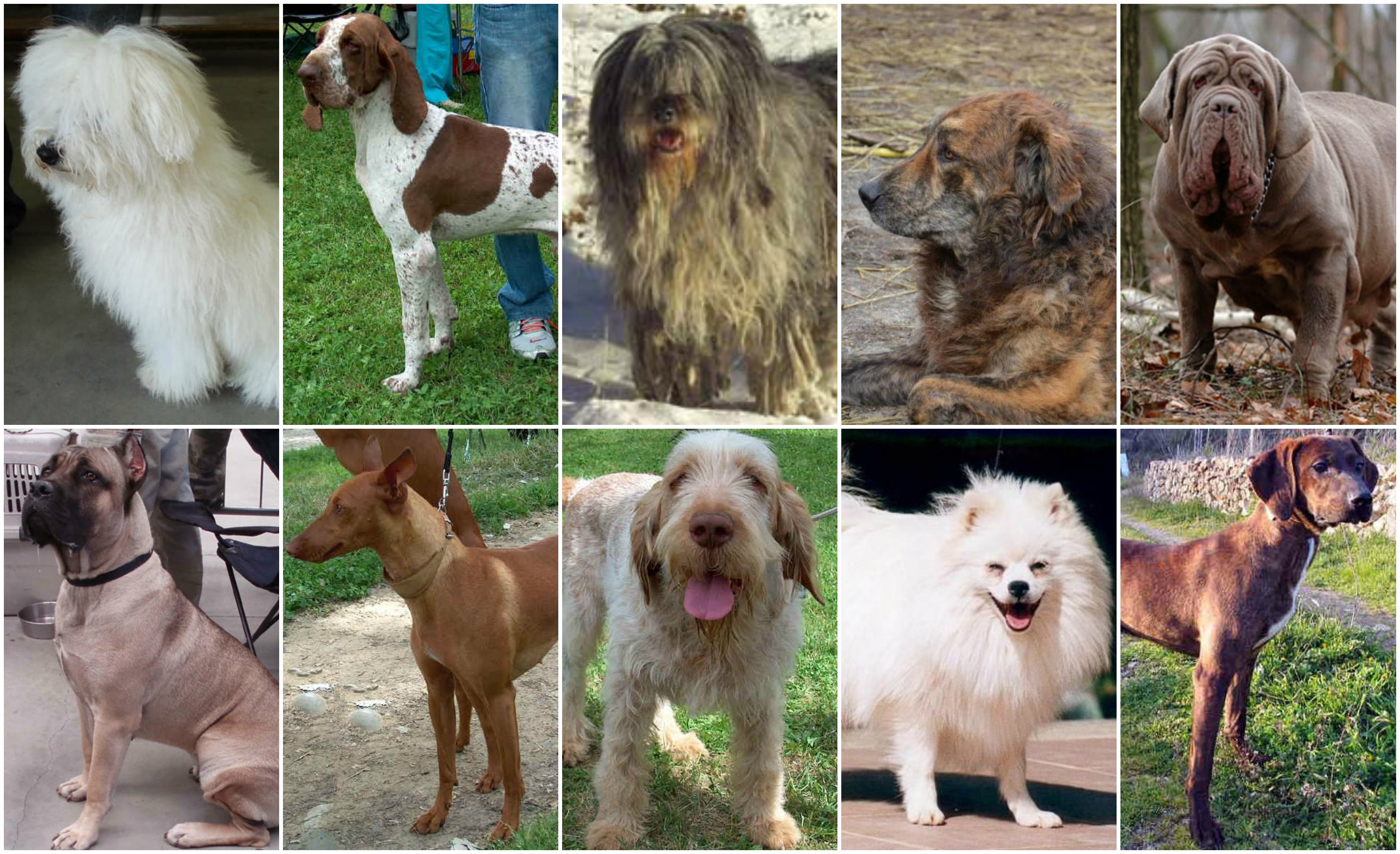 10 of the Best Italian Dog Breeds  