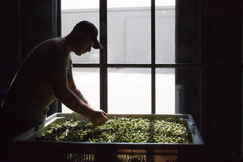 olives olives