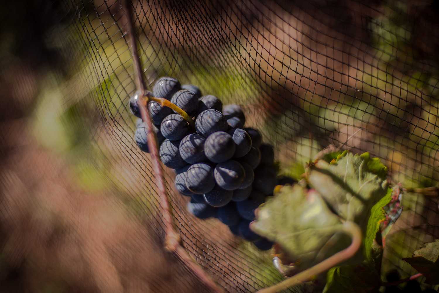 groppello vine