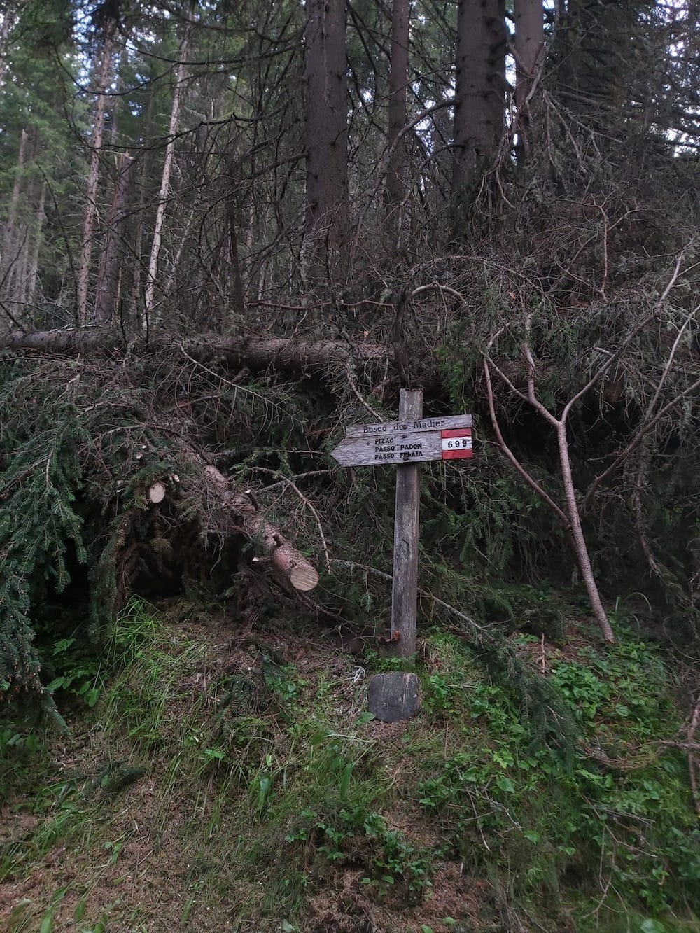 Arabba’s forest after the devastation