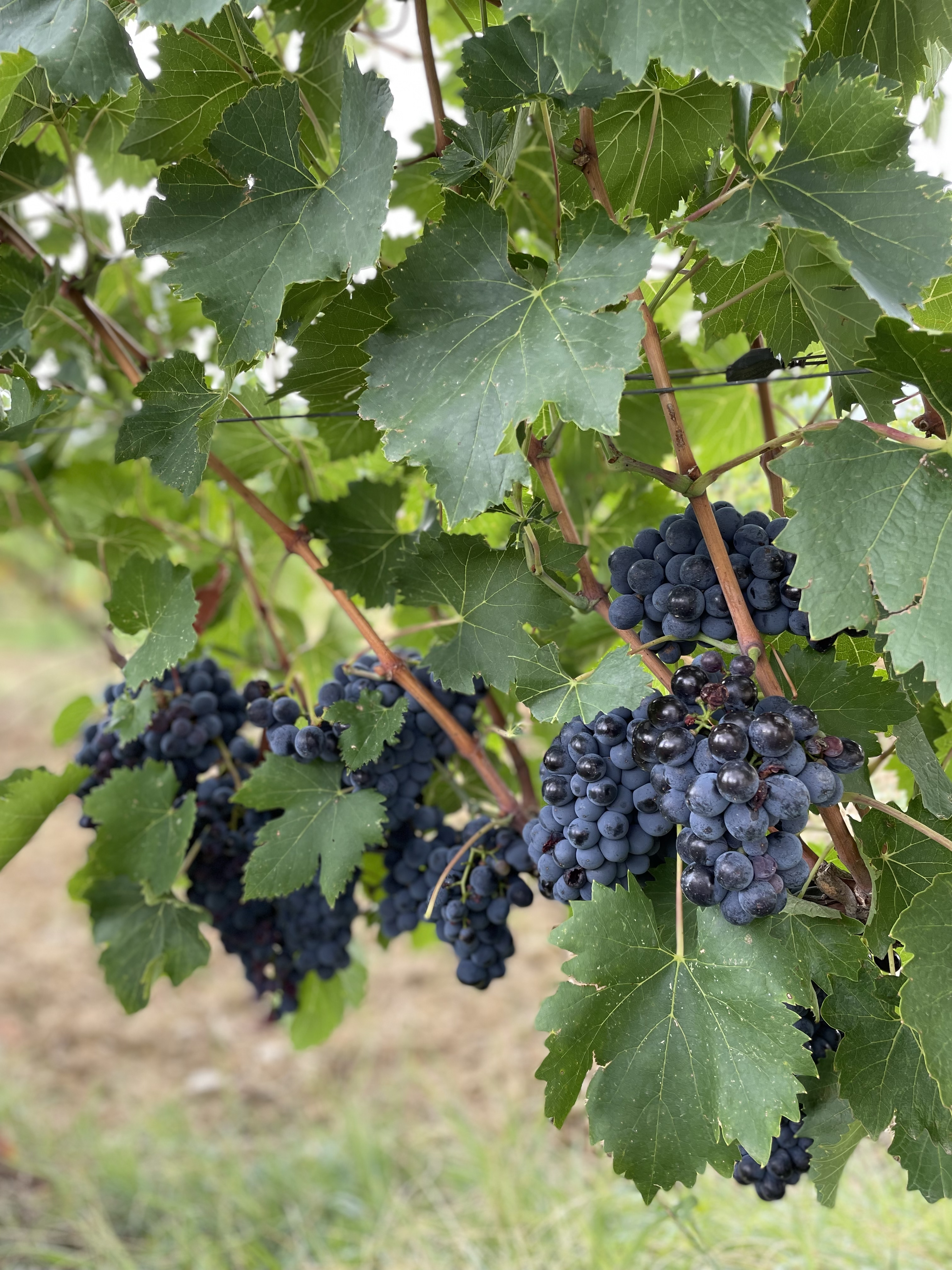 Sagrantino grapes