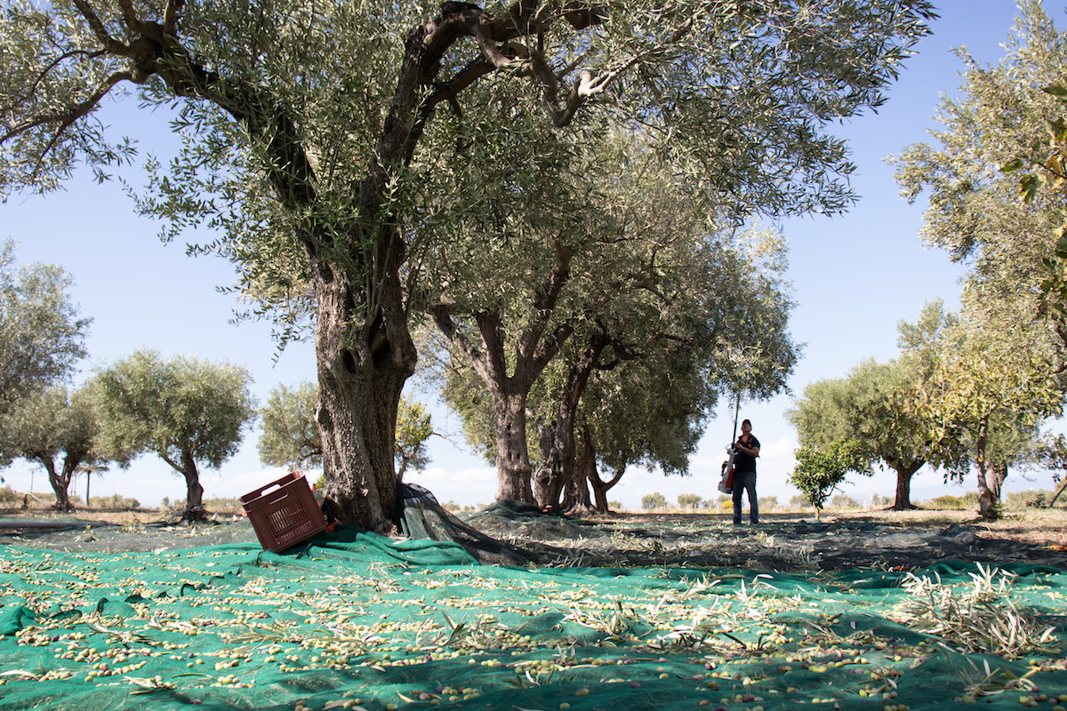 Extra Virgin Olive Oil Extra Virgin Olive Oil harvest