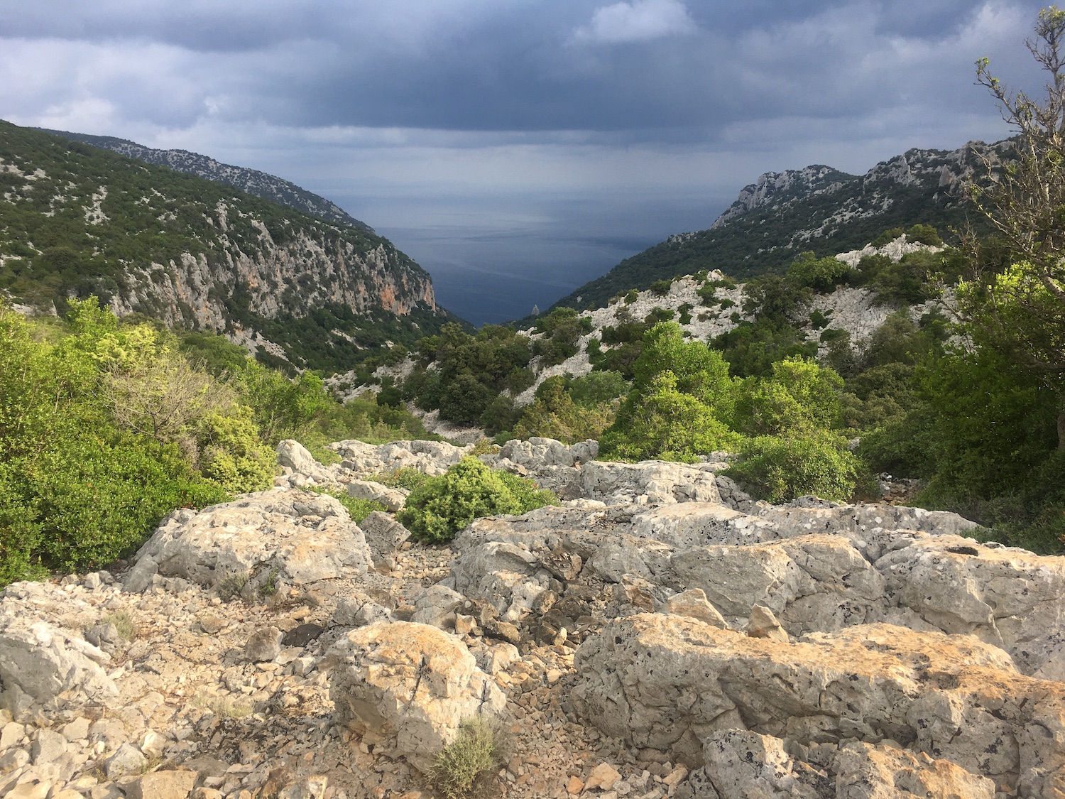 Mediterranean scrub Sardinia