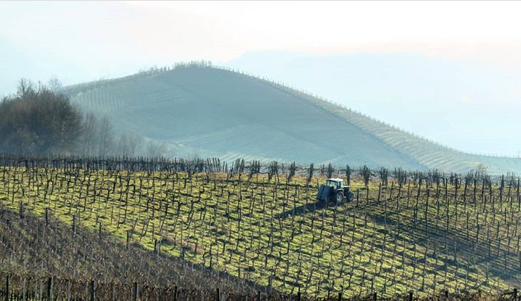 strevi