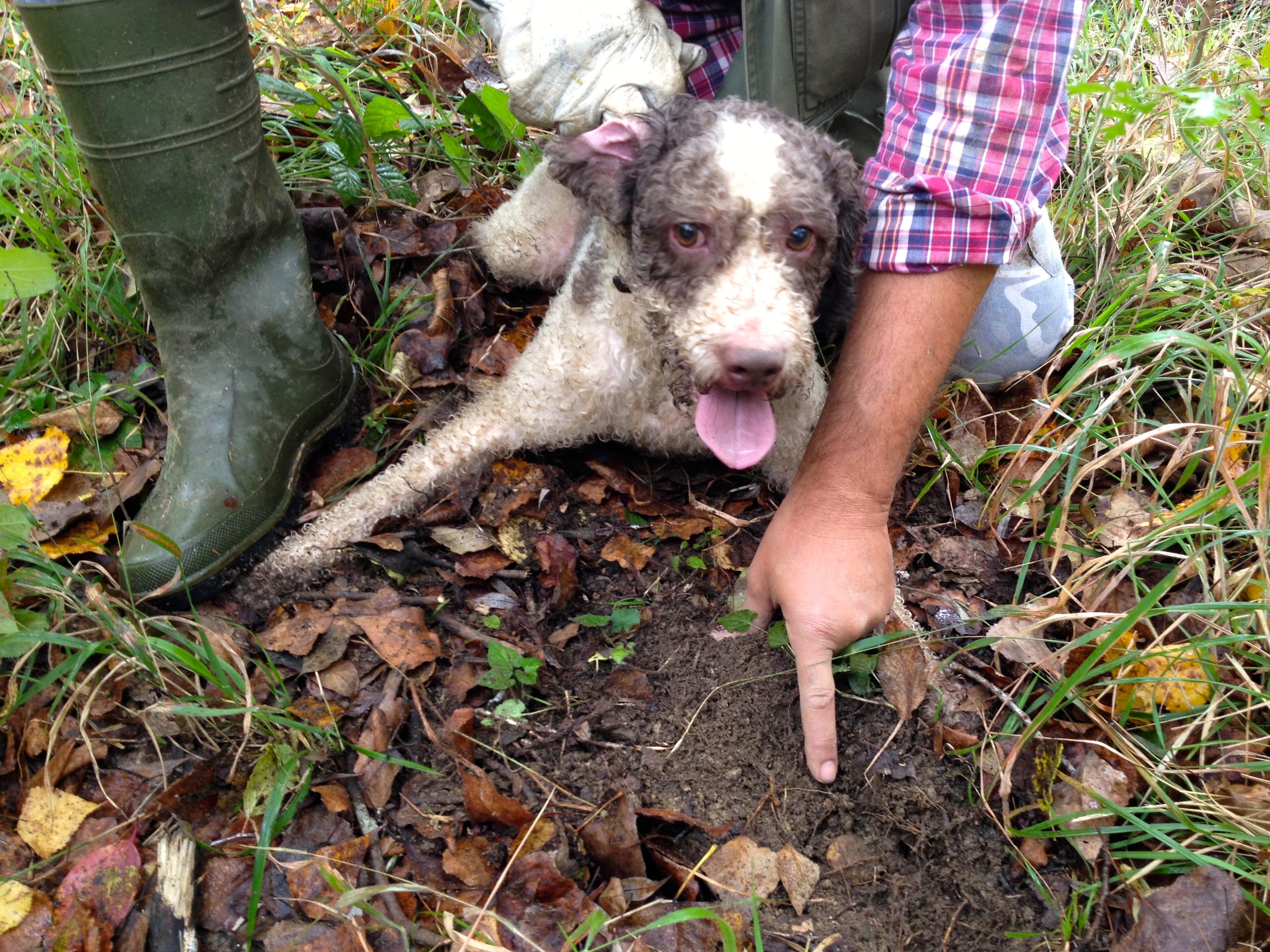 truffle dog