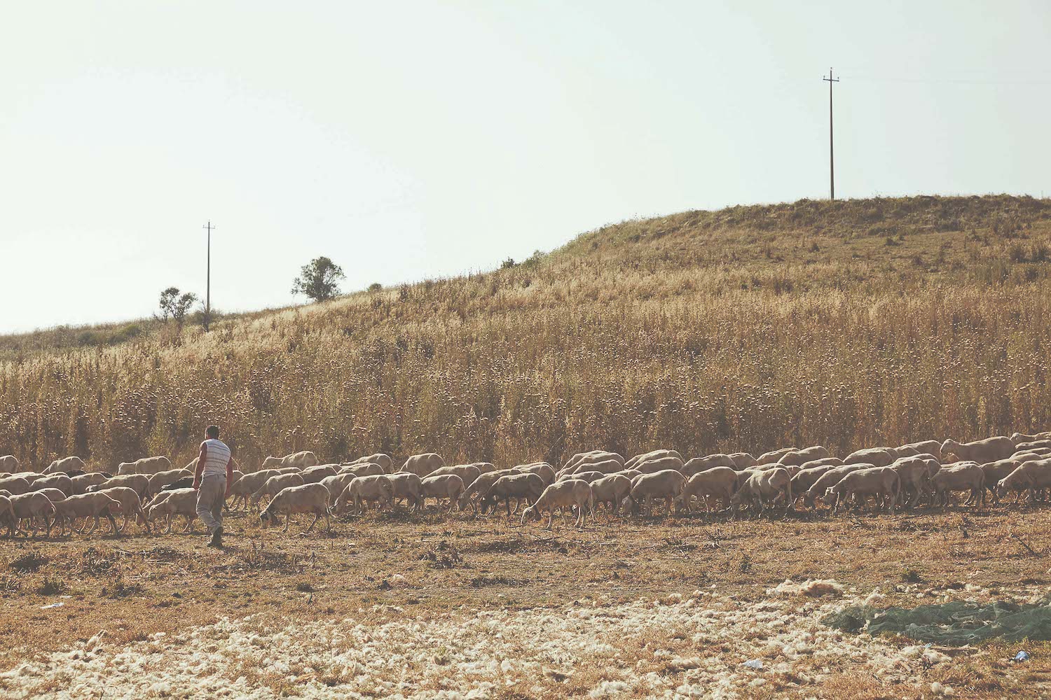 landscape in Sardinia Flock of sheep