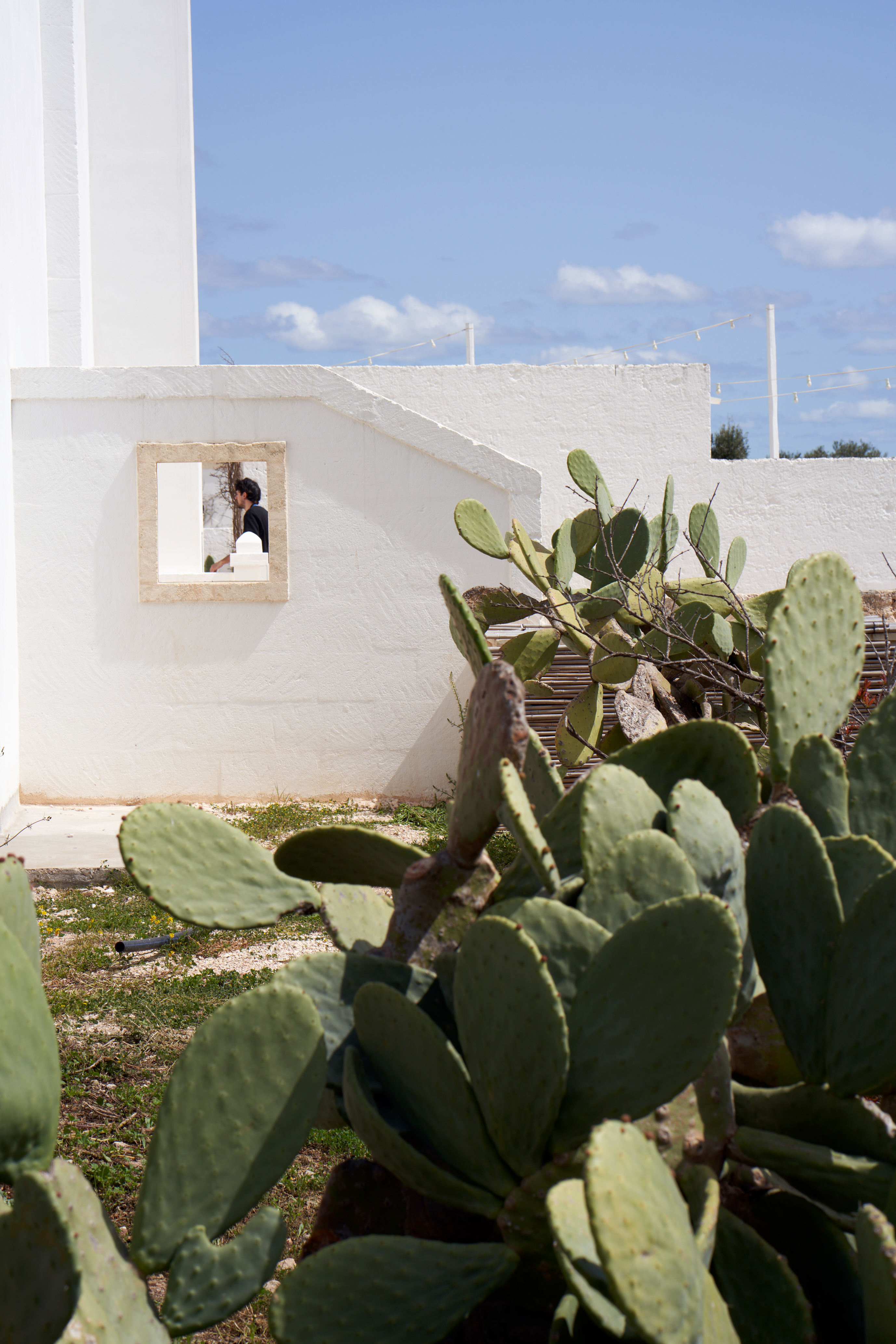 Cacti