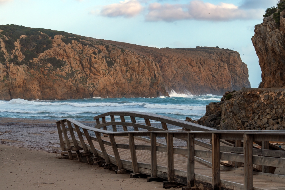 cala domestica