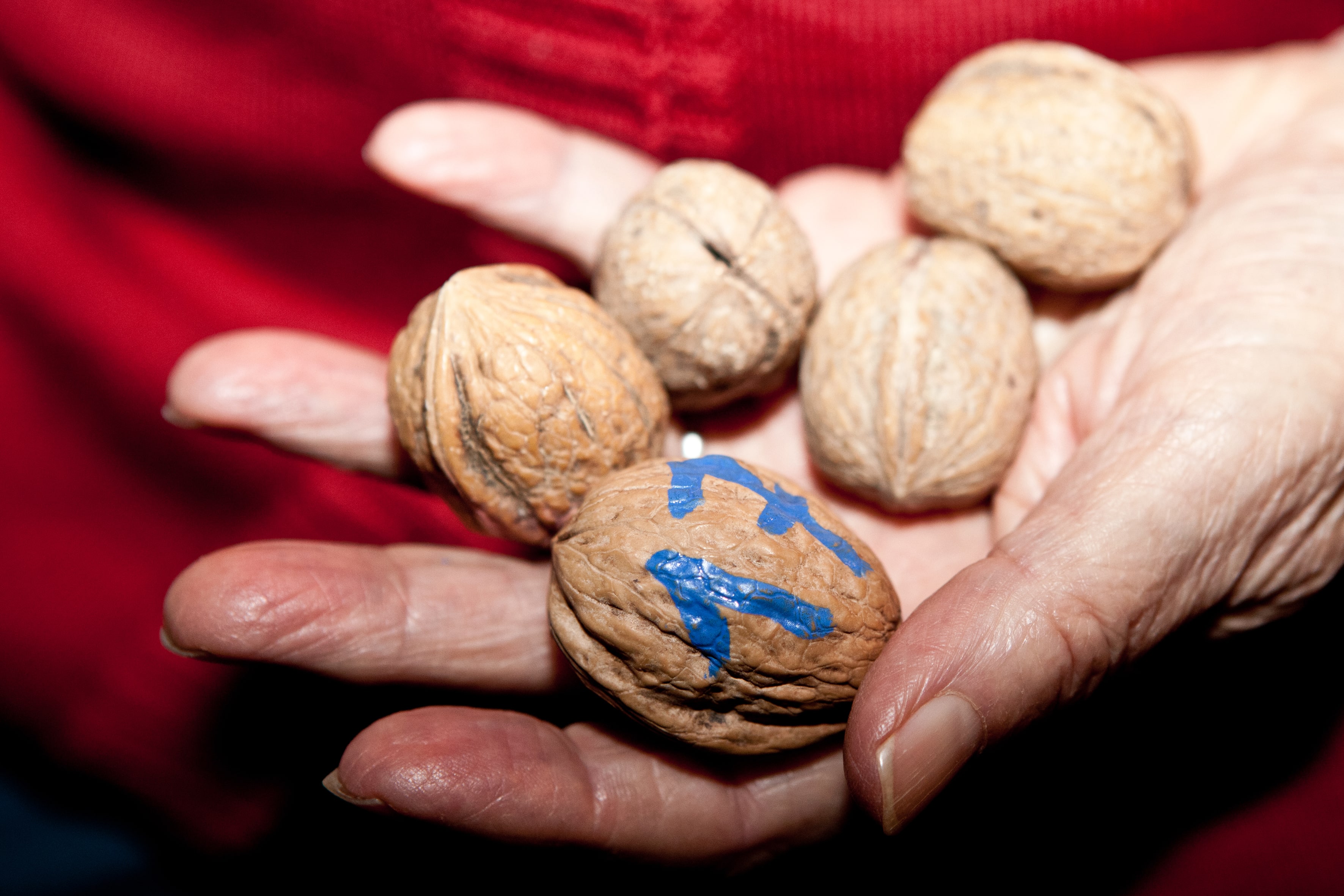 walnuts used in the Torneo delle Noci