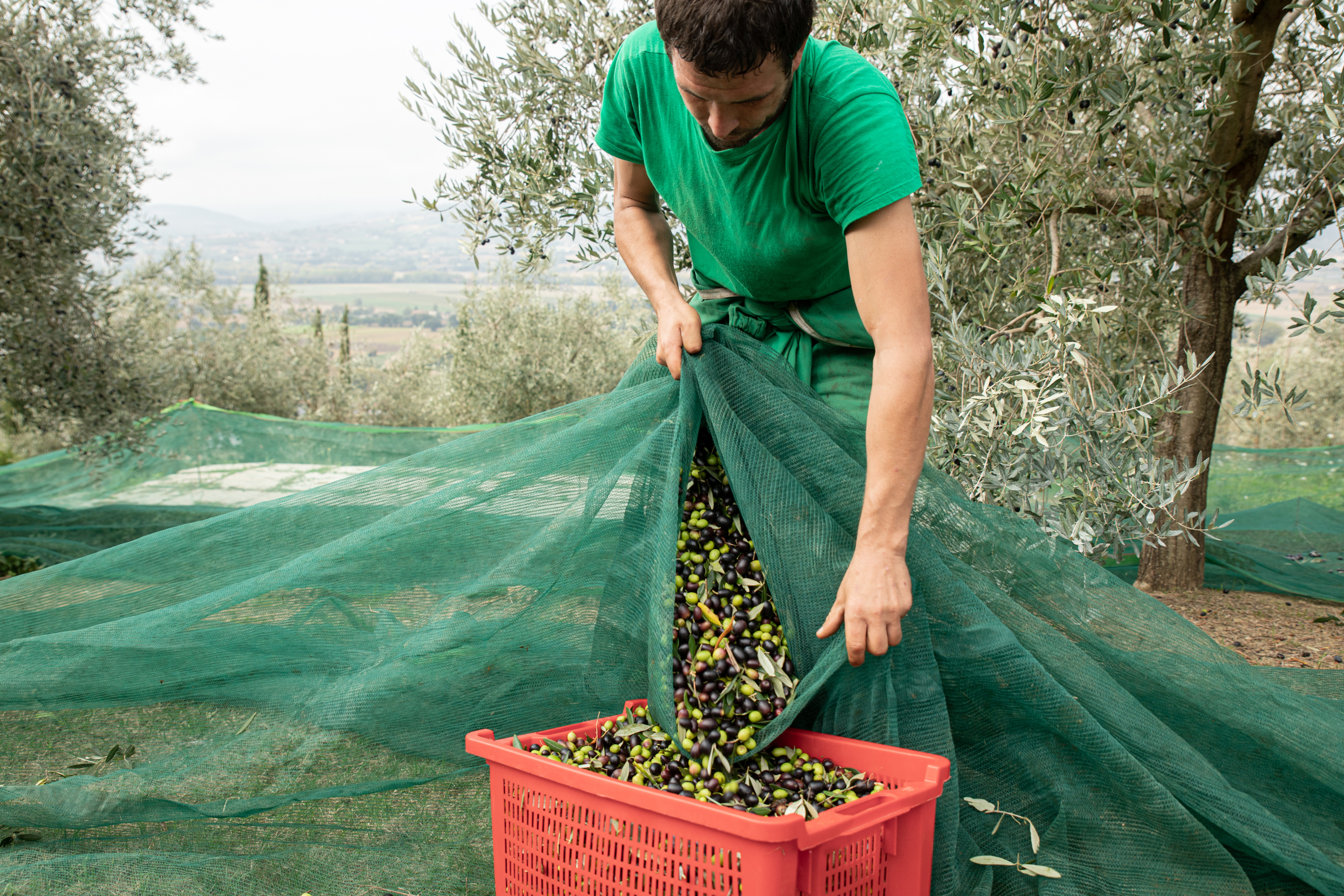 I Potti de Fratini’s Extra Virgin Olive Oil is produced just a few minutes away from Todi, a small town located in the Umbria region, known as the “heart of Italy” and also the home of Tasty Ribbon Founder Giulia Scargetta.