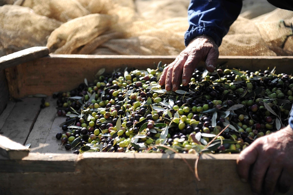 alberto fornasari olives