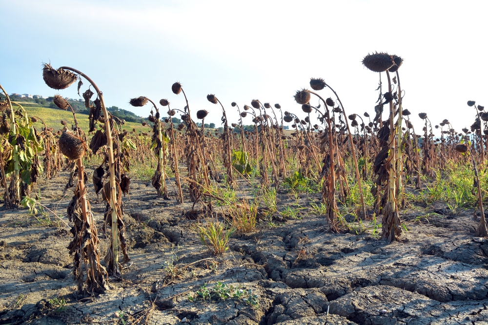 Drooping, dry sunflowers