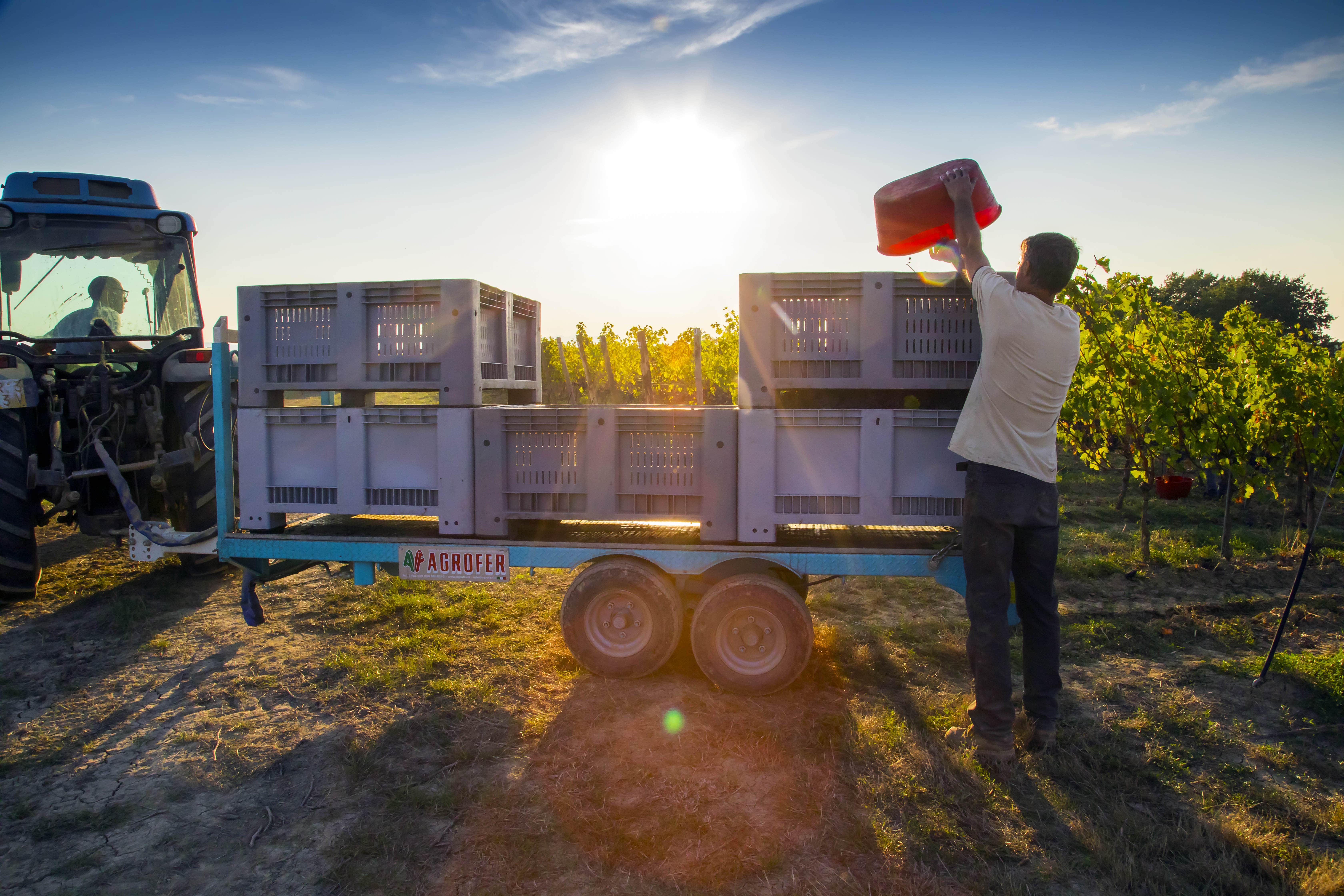 Wine production processes at Villa Saletta are exacting