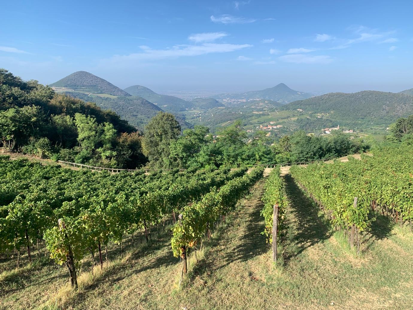 Winning view