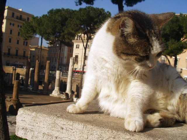 Rome Cat Shelter Faces Eviction | Italy Magazine