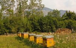 Sapori & Saperi Adventures – Beehives at San Cassiano, Tuscany