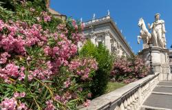 Staircase with flowers leading to the Capitoline Museums in Rome