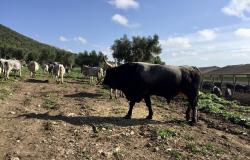 Podolica cows grazing in Gargano National Park in Puglia
