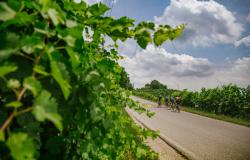 Cycling Tour on the Prosecco Road Conegliano-Valdobbiadene Unesco herritage  3