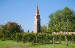 Vineyard near the old bell tower on the Mazzorbo island on a sunny afternoon. Venice, italy